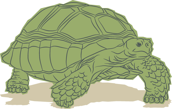 Illustration of a turtle