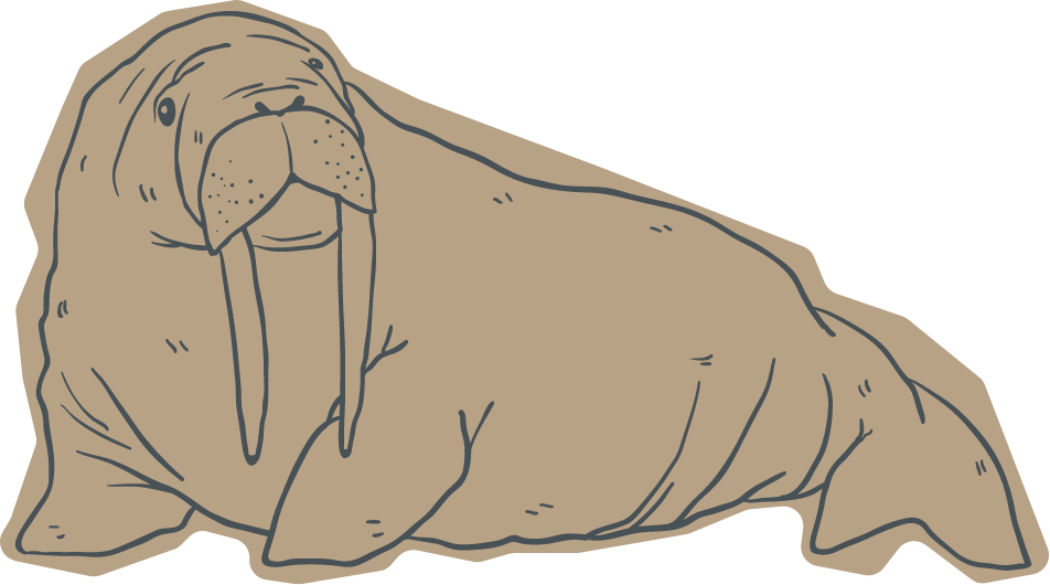 Illustration of a walrus